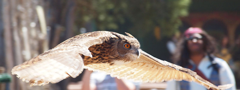 A Eurasian eagle-owl in flight with wings spread, gliding low over the audience