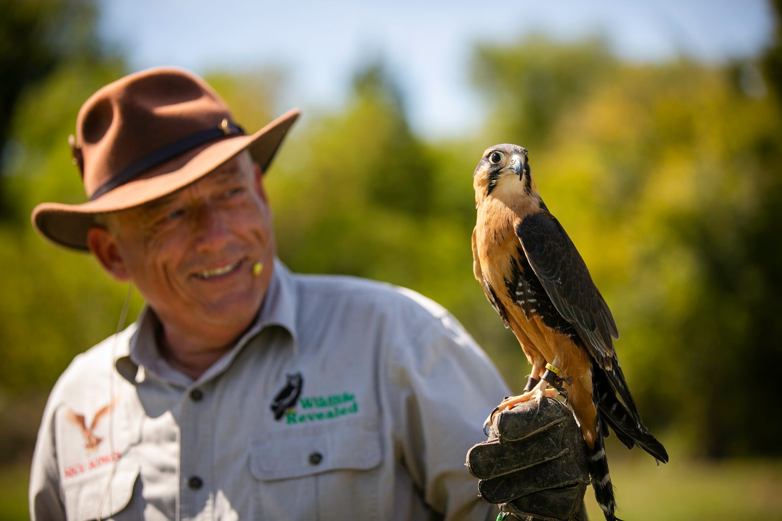Victor Lawrence in a brown hat and Wildlife Revealed shirt with an Aplomado falcon perched on his gloved hand